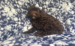 Cockapoo dogs for sale: Birdie - Image 8