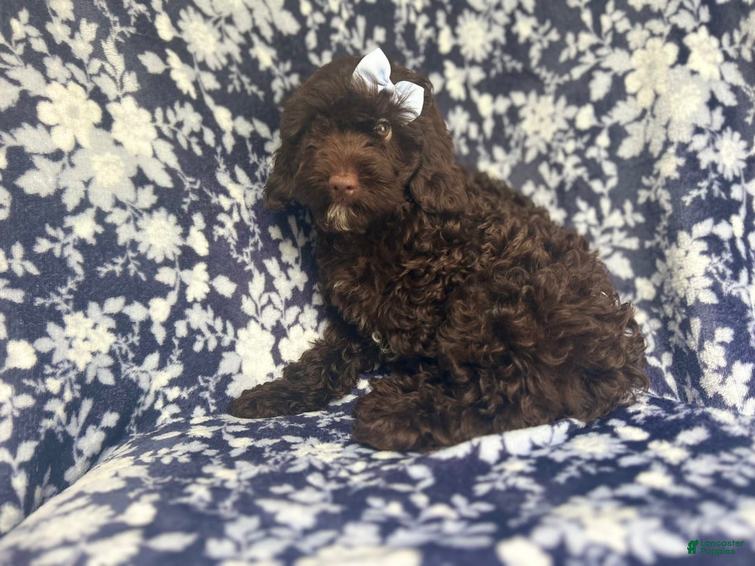 Cockapoo dogs for sale: Birdie - Image 8
