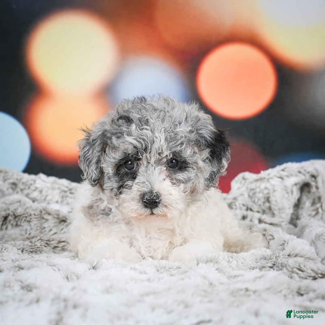 Miniature Poodle dogs for sale: Amber - Image 2