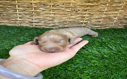 Miniature Dachshund dogs for sale: Jasmine - Image 1