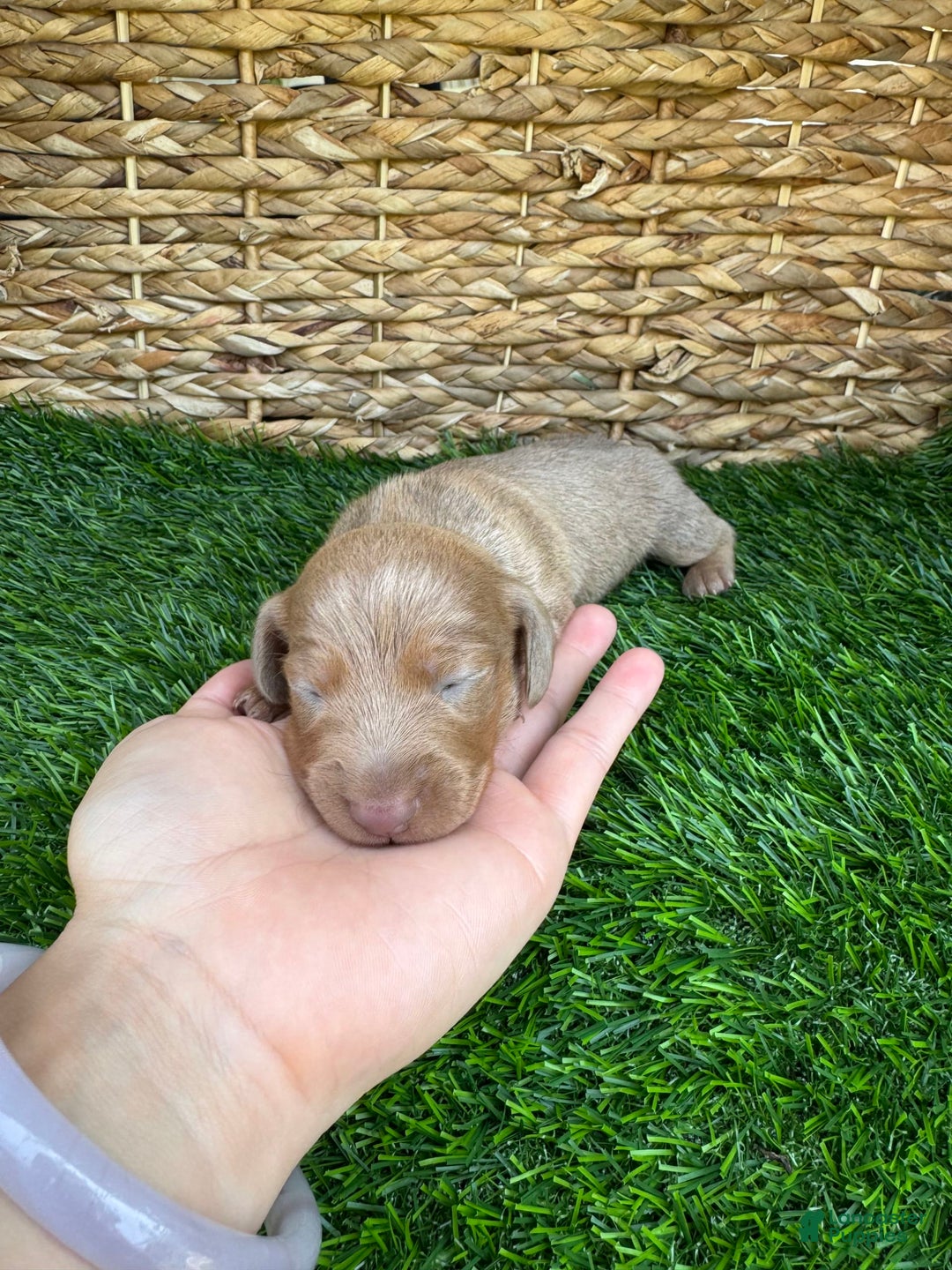 Miniature Dachshund dogs for sale: Jasmine - Image 1