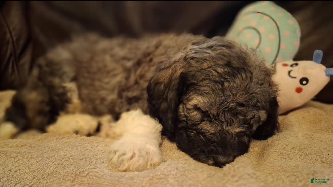 Labradoodle dogs for sale: Hibiscus - Image 2