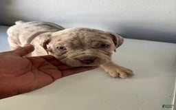 American Bully dogs for sale: EJ - Image 3