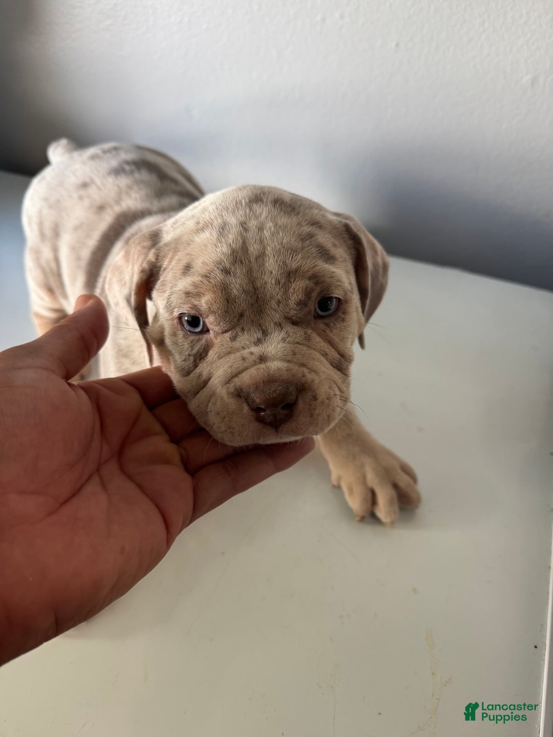 American Bully dogs for sale: EJ - Image 3
