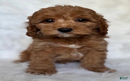 Mini Goldendoodle dogs for sale: Toby - Image 1