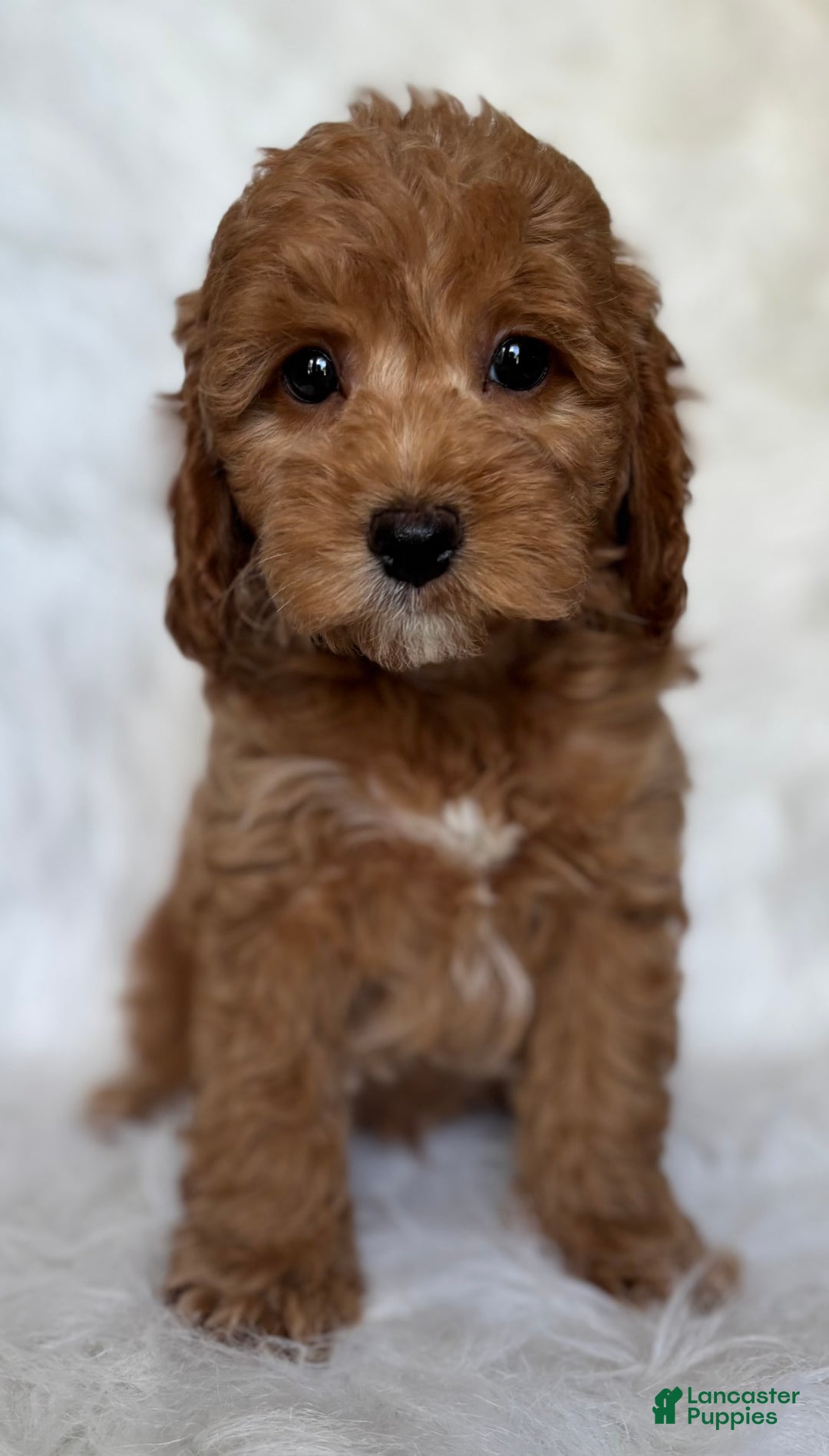 Mini Goldendoodle dogs for sale: Toby - Image 1