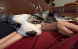 Border Collie dogs for sale: Brownie - Image 3