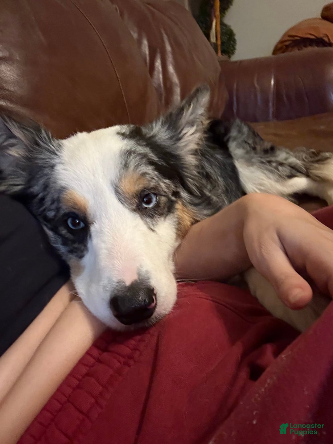 Border Collie dogs for sale: Brownie - Image 3