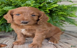 Goldendoodle dogs for sale: Ellie - Image 39
