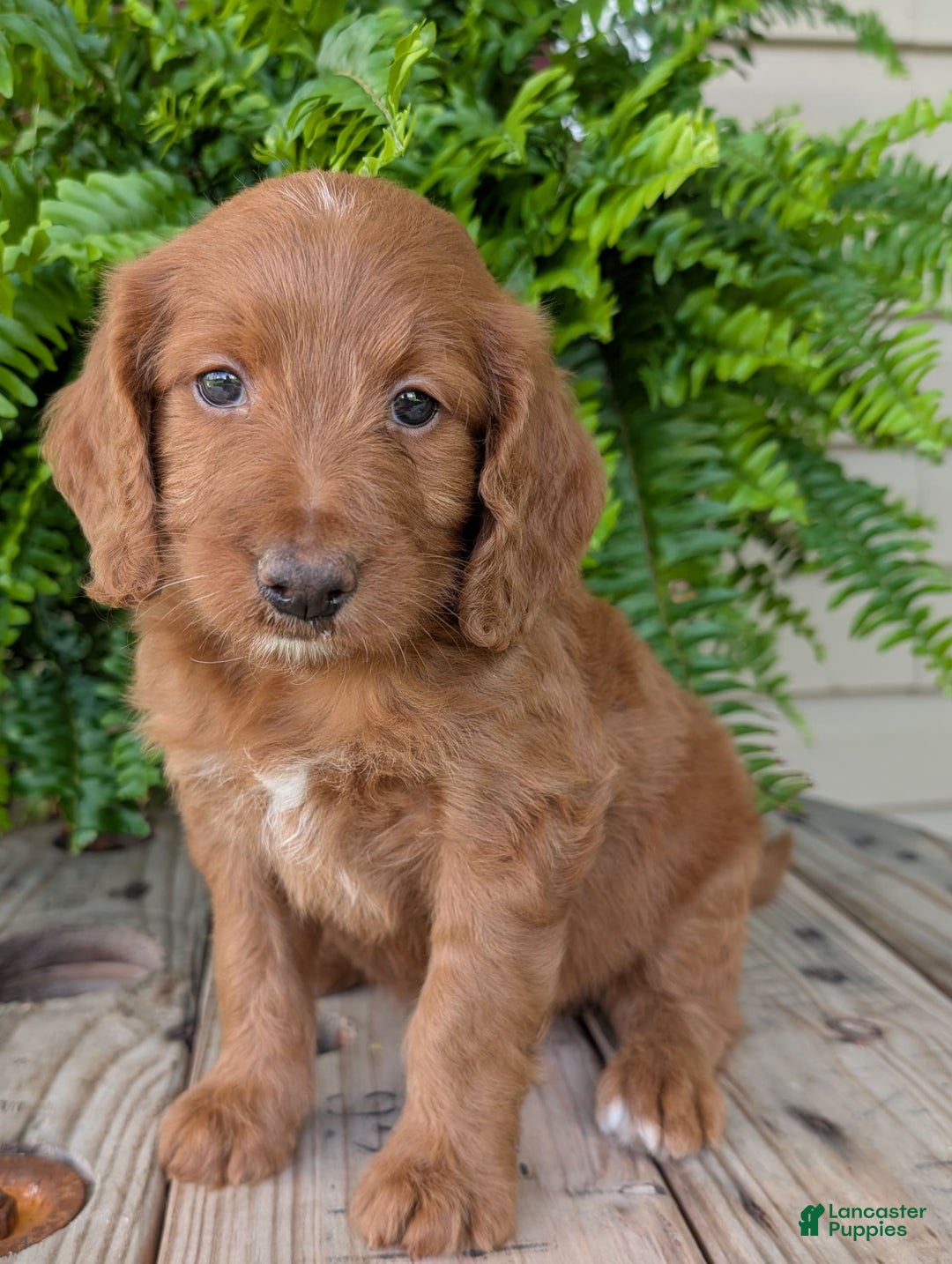 Goldendoodle dogs for sale: Ellie - Image 39