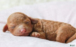 Cavapoo dogs for sale: Junipuff - Image 2