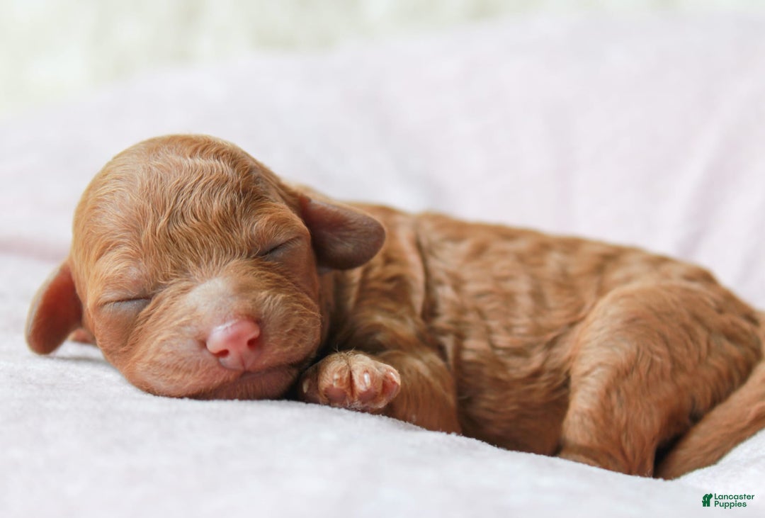 Cavapoo dogs for sale: Junipuff - Image 2