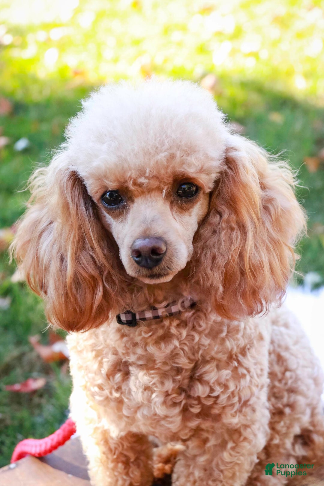 Miniature Poodle dogs for sale: Shadrack - Image 7