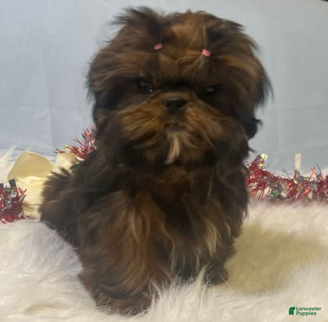 Shih Tzu dogs for sale: Glitterbug Pink - Image 12