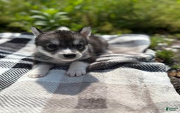 Siberian Husky dogs for sale: Green - Image 2