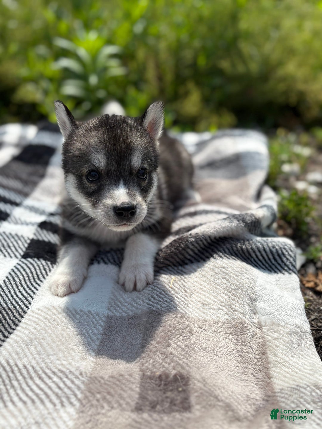 Siberian Husky dogs for sale: Green - Image 2