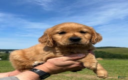 Golden Retriever dogs for sale: Pumpkin - Image 12