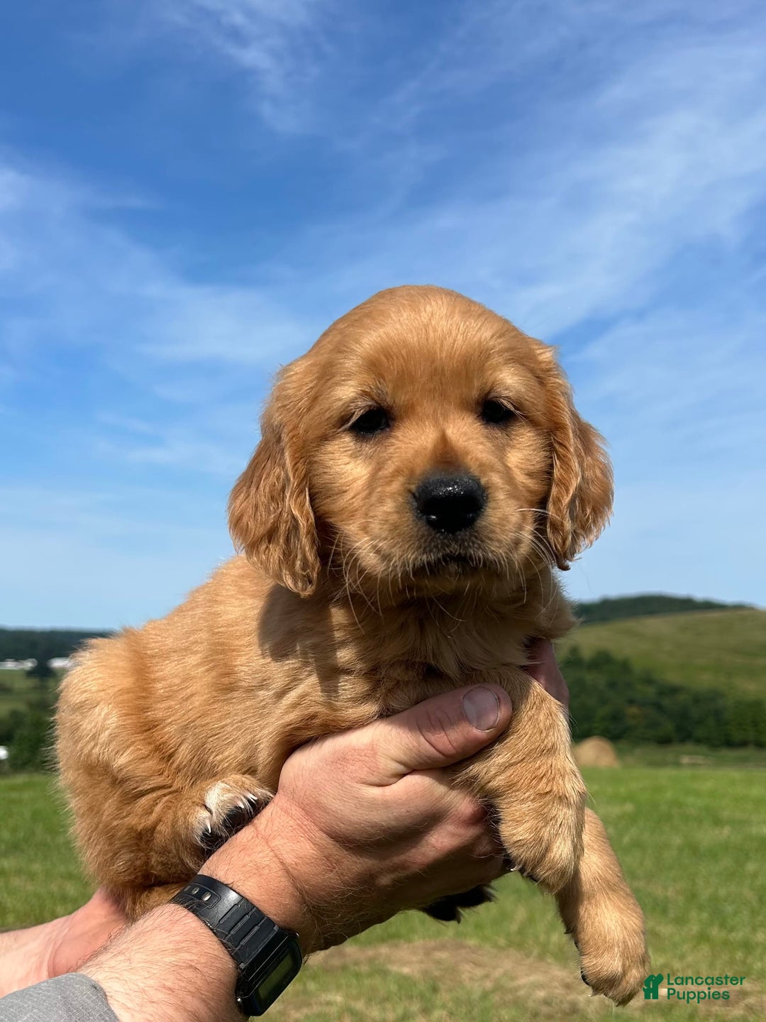 Golden Retriever dogs for sale: Pumpkin - Image 12