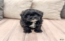 Shihpoo dogs for sale: Rover - Image 4