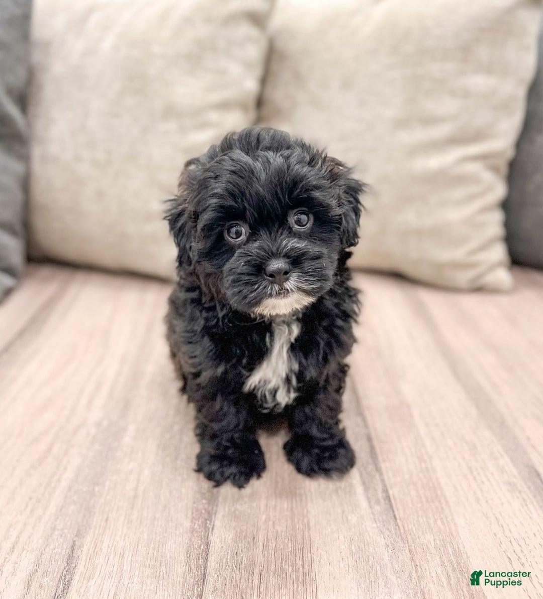 Shihpoo dogs for sale: Rover - Image 4