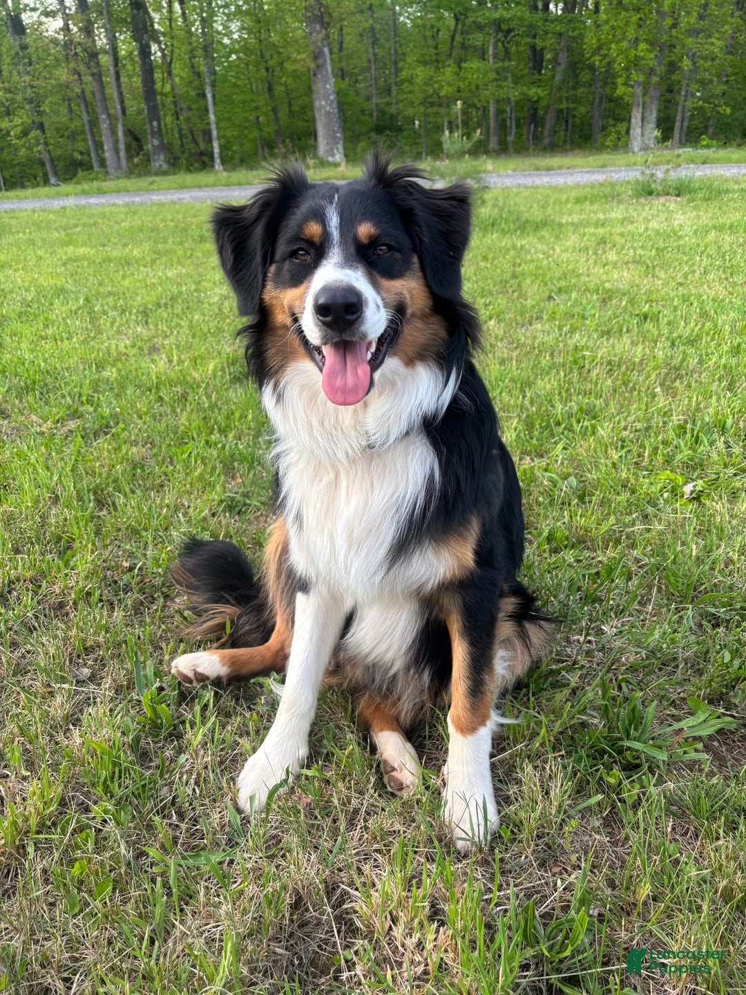 Australian Shepherd dogs for sale: Male 5 - Image 3