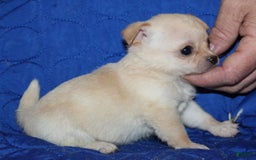 Chihuahua dogs for sale: Ivy - Image 4