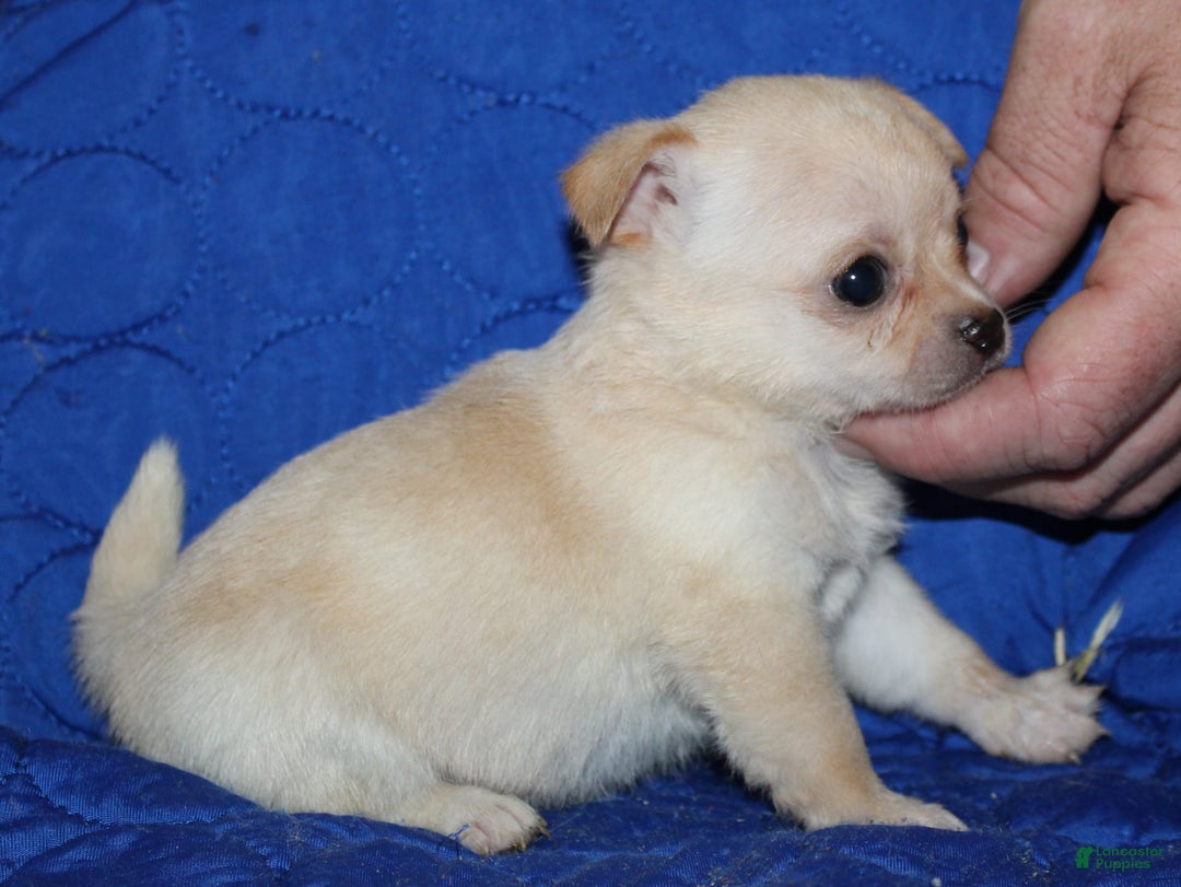 Chihuahua dogs for sale: Ivy - Image 4