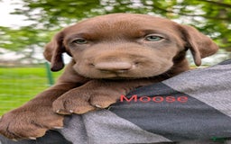 Labrador Retriever dogs for sale: Moose - Image 2