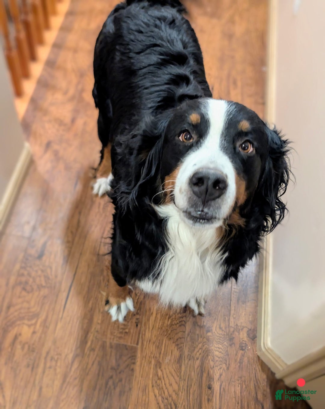Bernese Mountain Dog dogs for sale: Taggart - Image 4