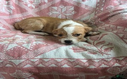 Boston Terrier dogs for sale: Maggie - Image 3