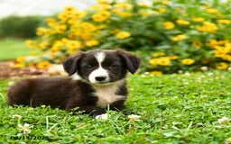 Border Collie dogs for sale: Shirley - Image 3