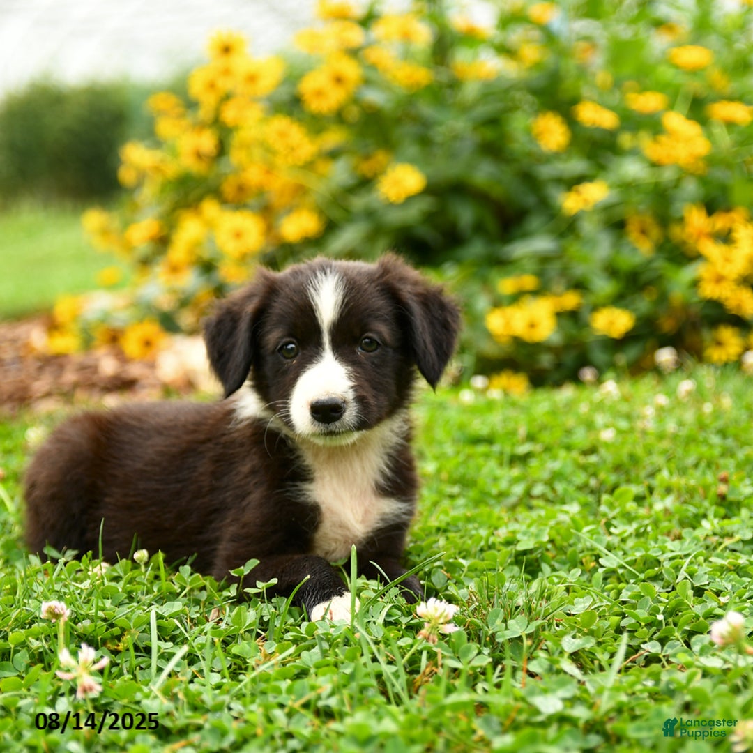 Border Collie dogs for sale: Shirley - Image 3