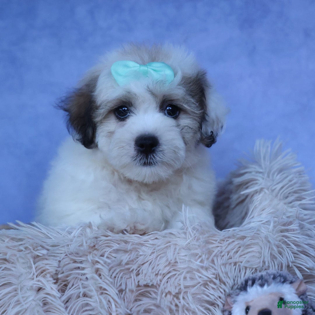 Shihpoo dogs for sale: Hank - Image 12