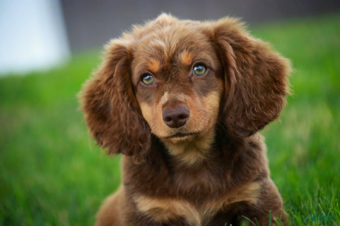 Miniature Dachshund dogs for sale: Harry - Image 13