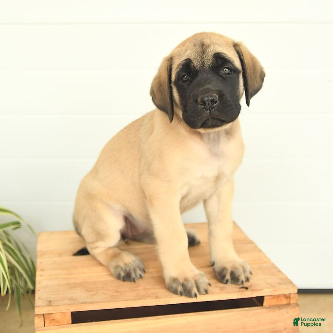 English Mastiff dogs for sale: Theresa - Image 8
