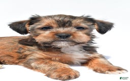 Morkie dogs for sale: Clifford - Image 2