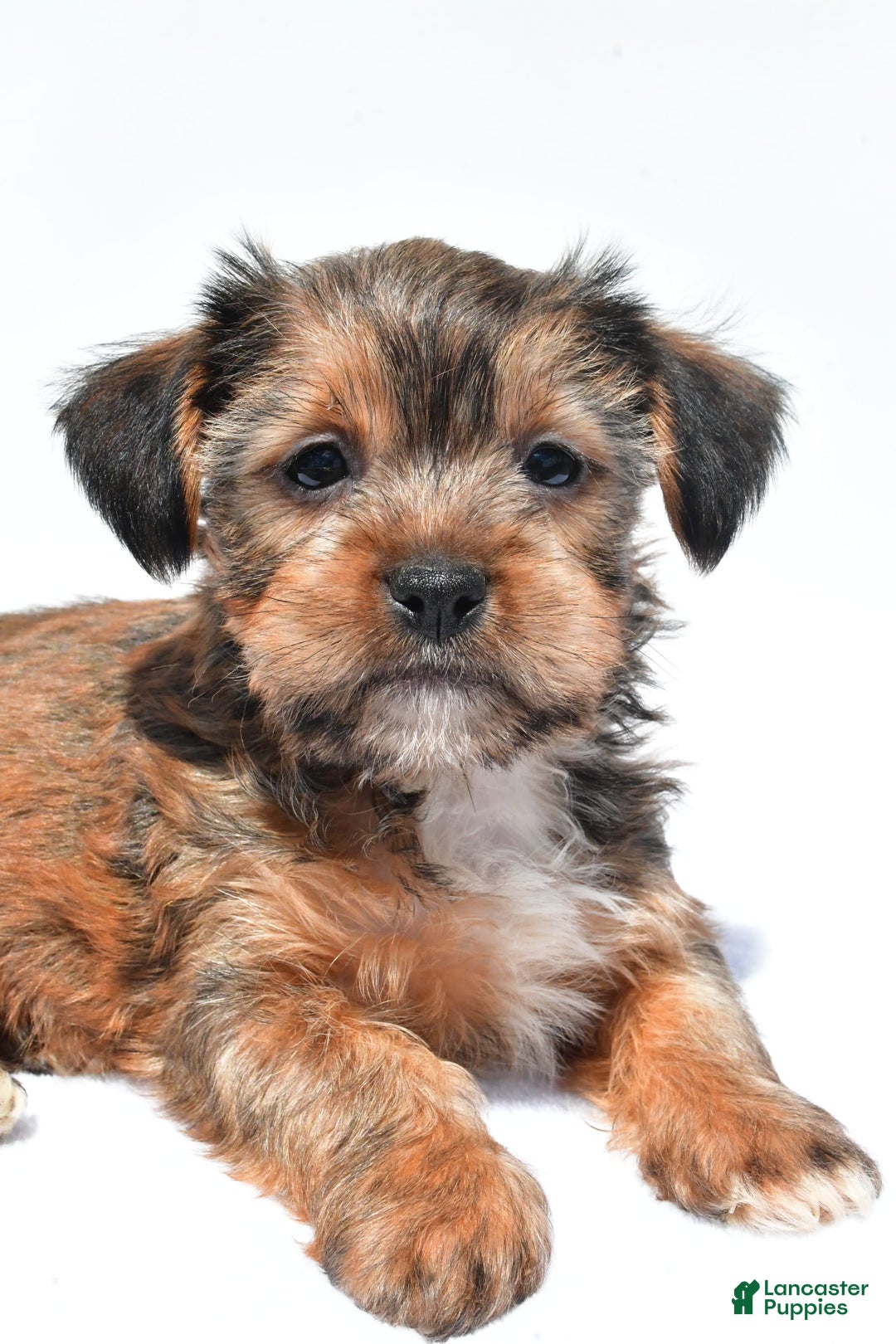 Morkie dogs for sale: Clifford - Image 2