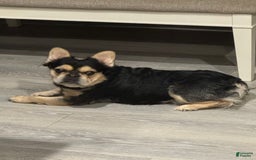 French Bulldog dogs for sale: Derick - Image 7