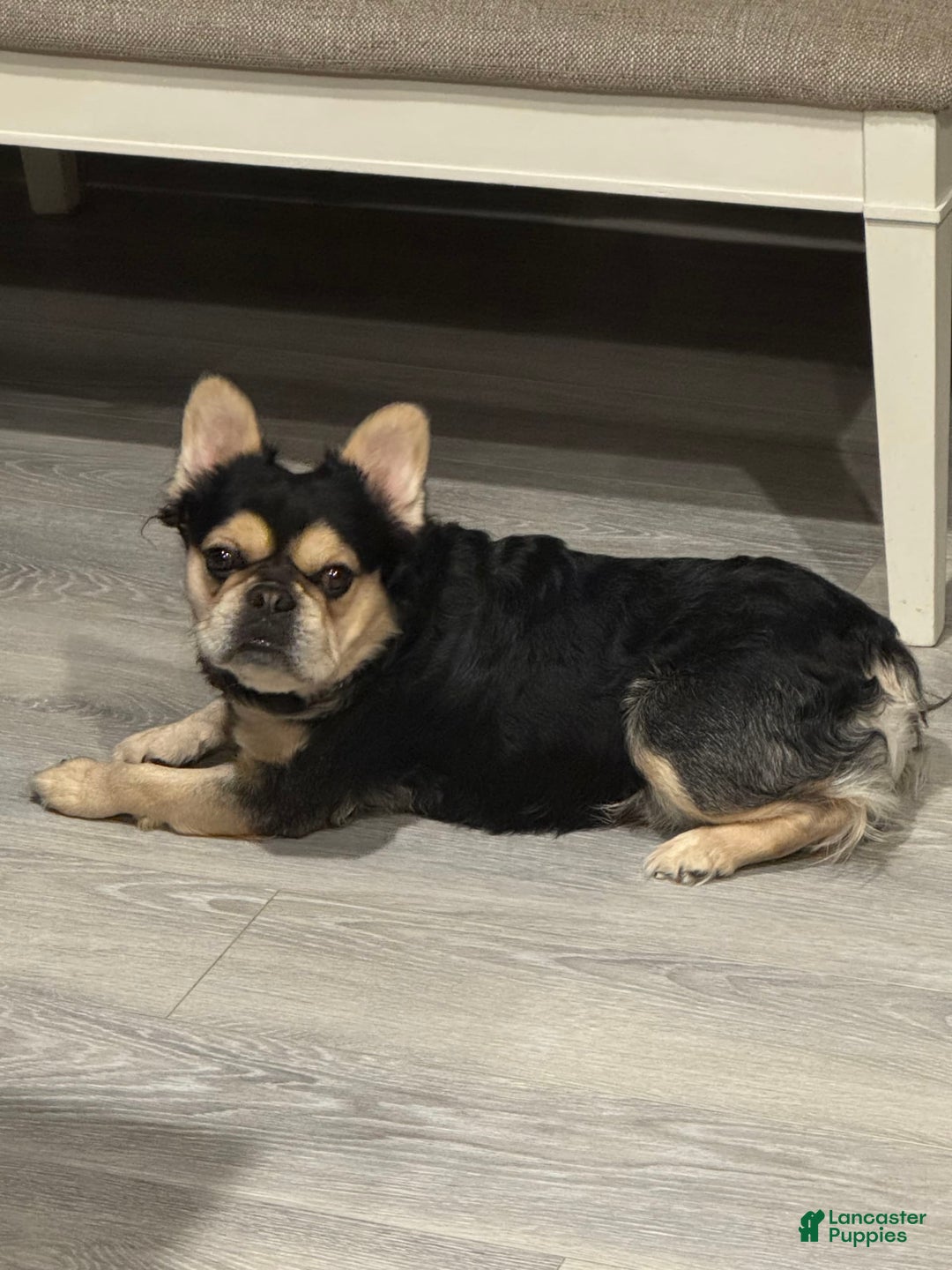 French Bulldog dogs for sale: Derick - Image 7