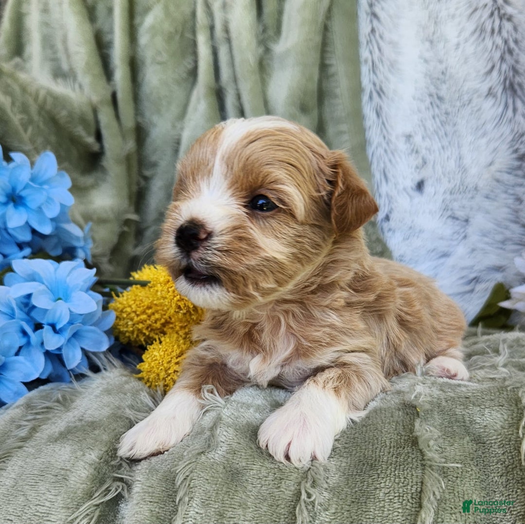 Shihpoo dogs for sale: Aspen - Image 10