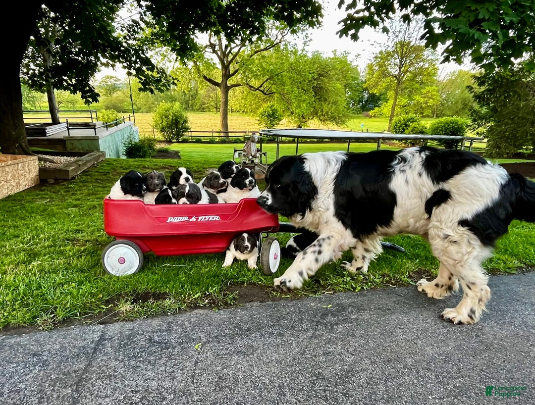 Newfoundland dogs for sale: Baby❤️akc❤️ - Image 5