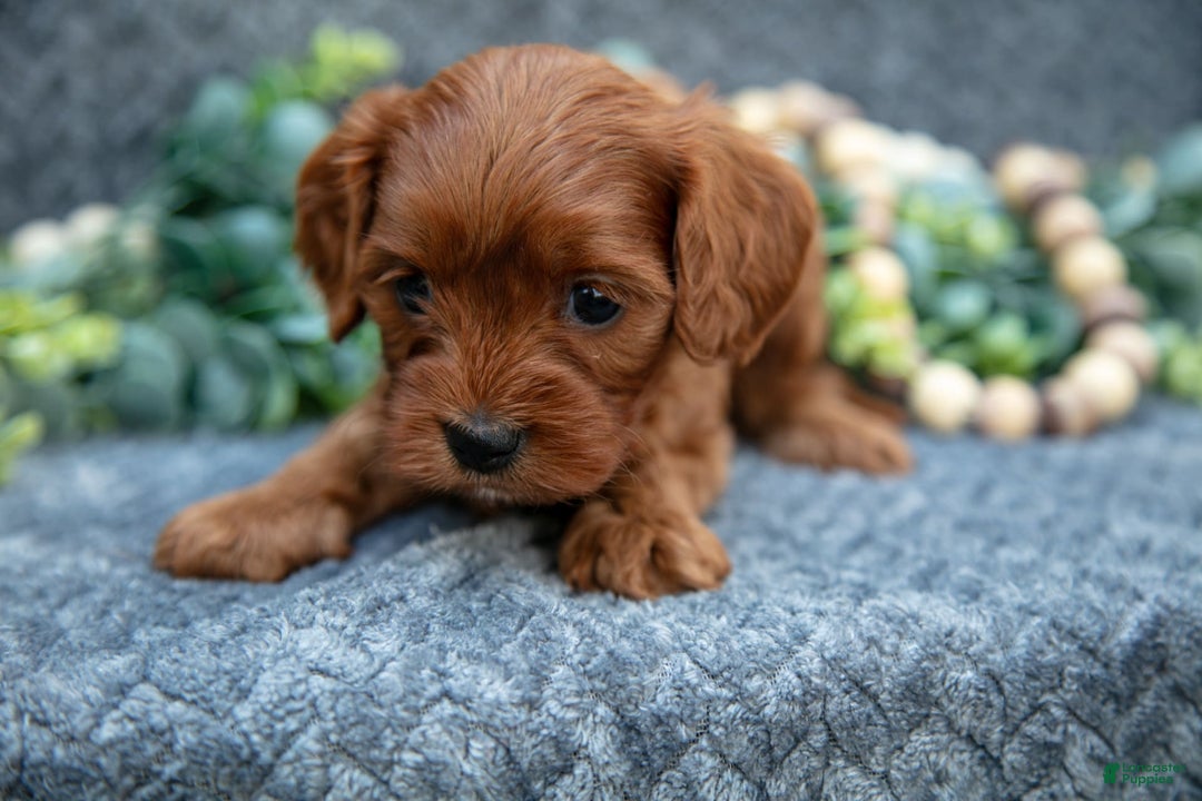 Cavapoo dogs for sale: Cavapoo 5 puppies - Image 13