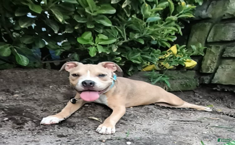 American Bully dogs for sale - Ad 5