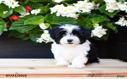 Maltese dogs for sale: Jem - Image 1