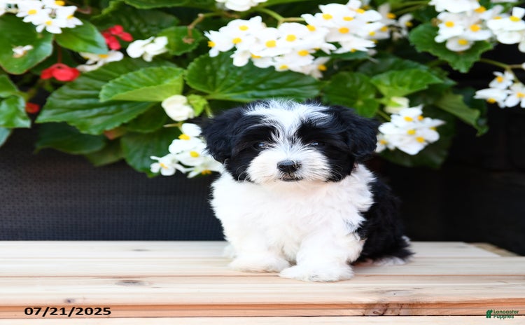 Maltese dogs for sale - Ad 4