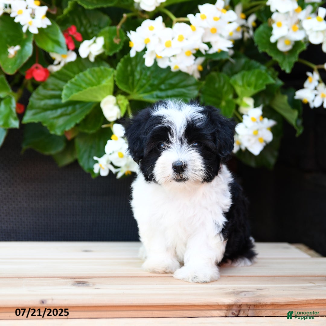 Maltese dogs for sale: Jem - Image 1