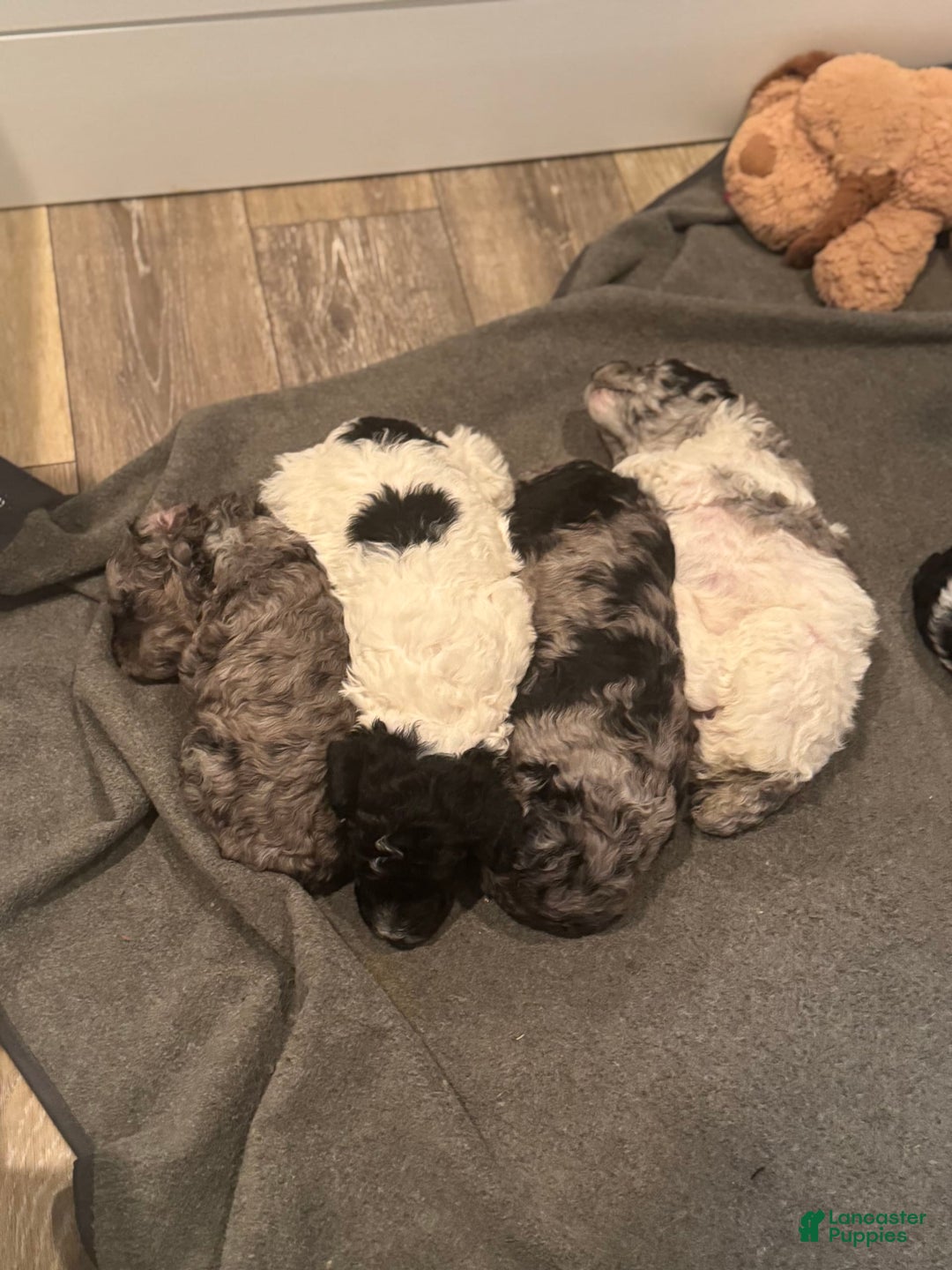 Standard Poodle dogs for sale: Freddie - Image 4