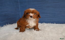 Cavapoo dogs for sale: Sean - Image 3