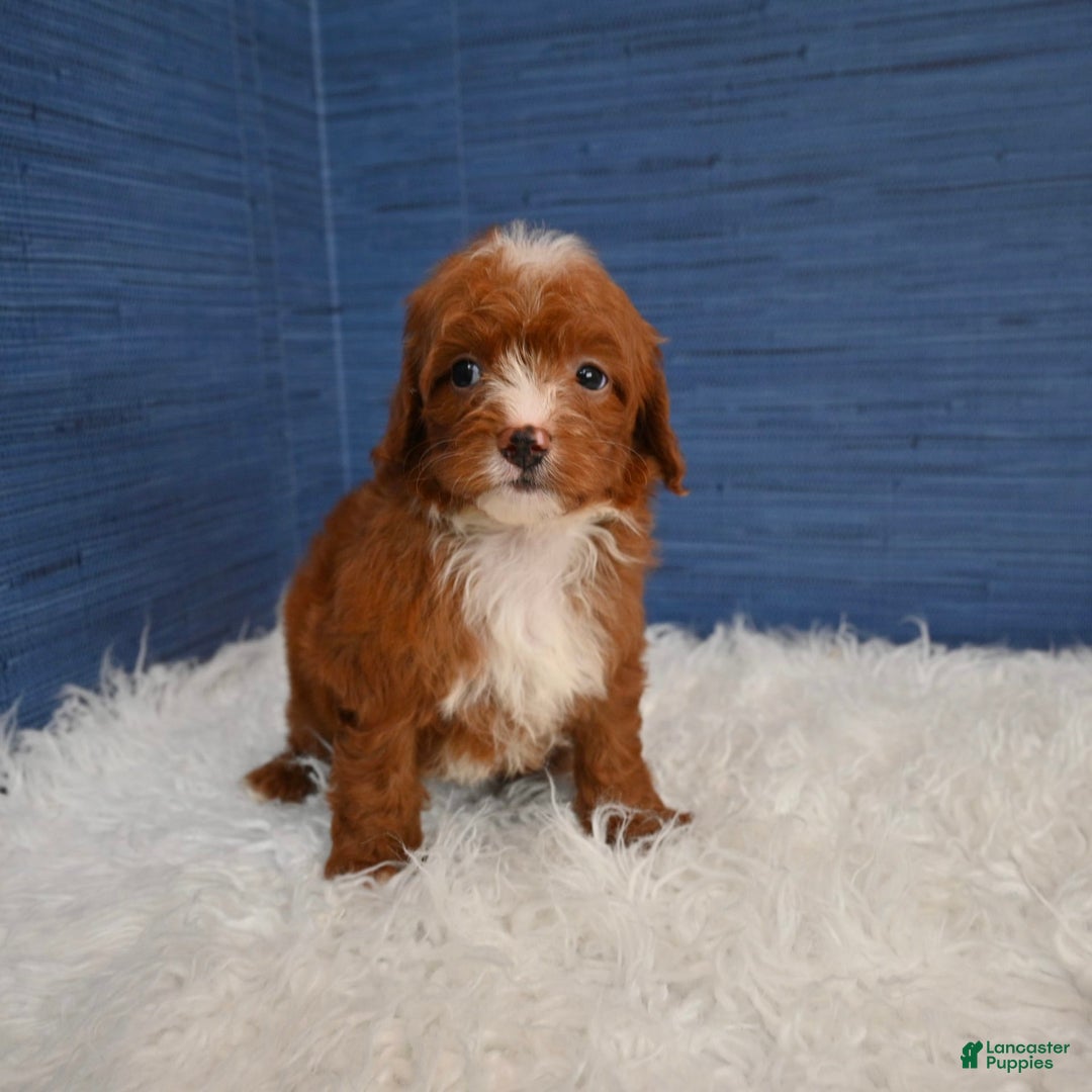 Cavapoo dogs for sale: Sean - Image 3