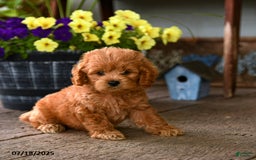 Cockapoo dogs for sale: Cockapoo 9 puppies - Image 5